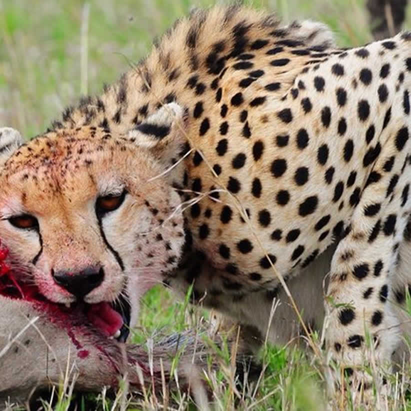 Wildlife Safaris
