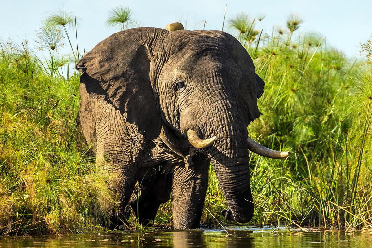 Elephant in Akagera