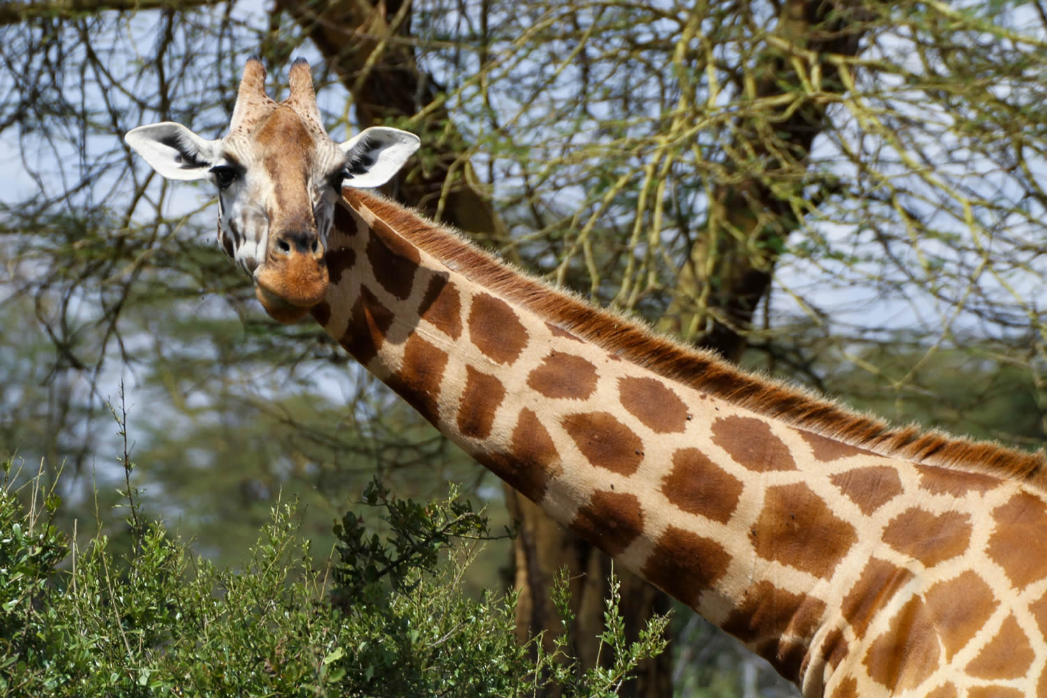 Rothschild Giraffe