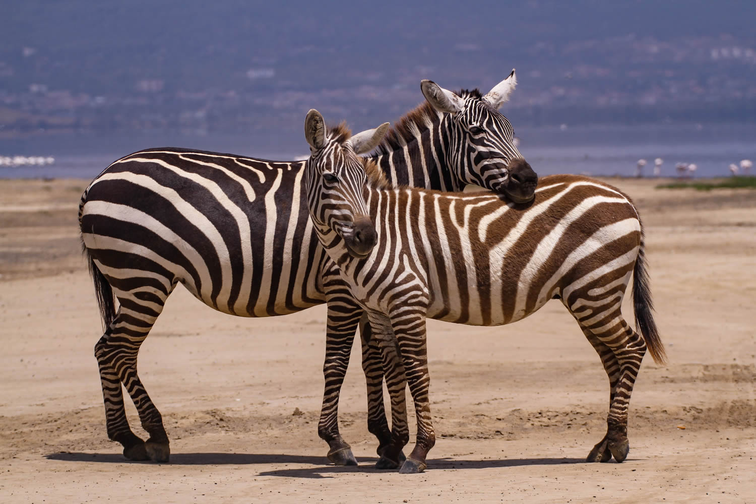 Zebra Couple