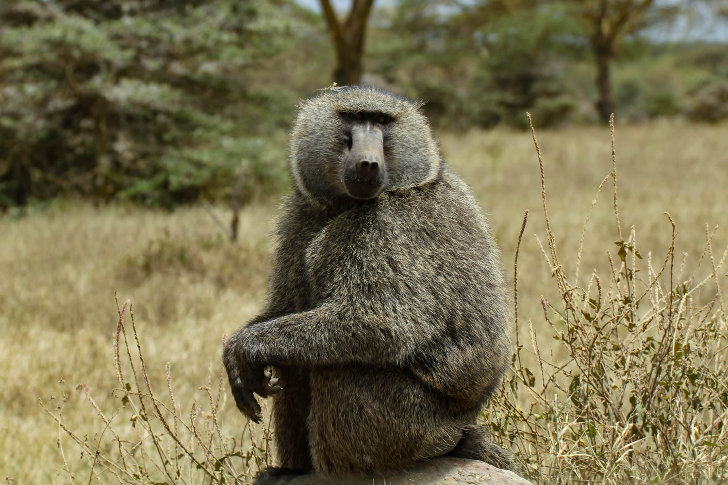 Olive Baboon