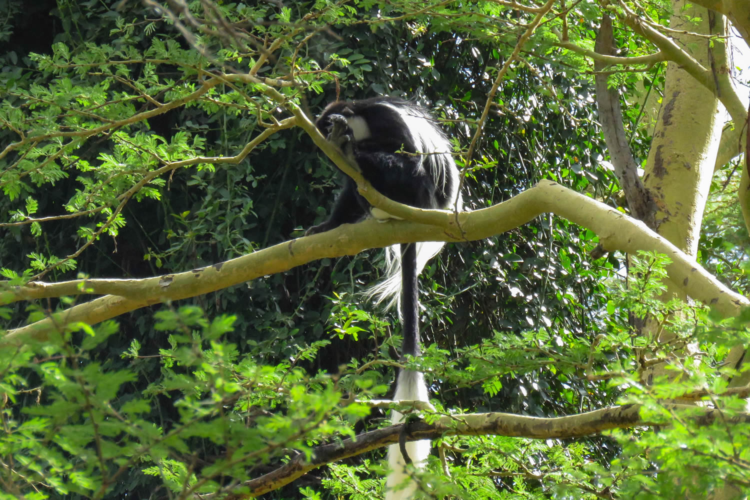 Colobus Monkey