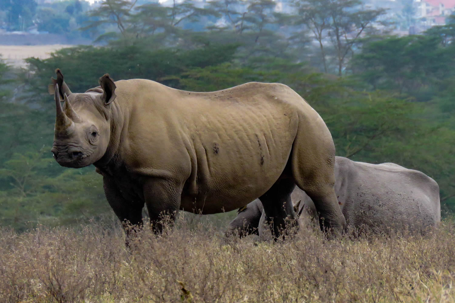 Black Rhino Mating Pair