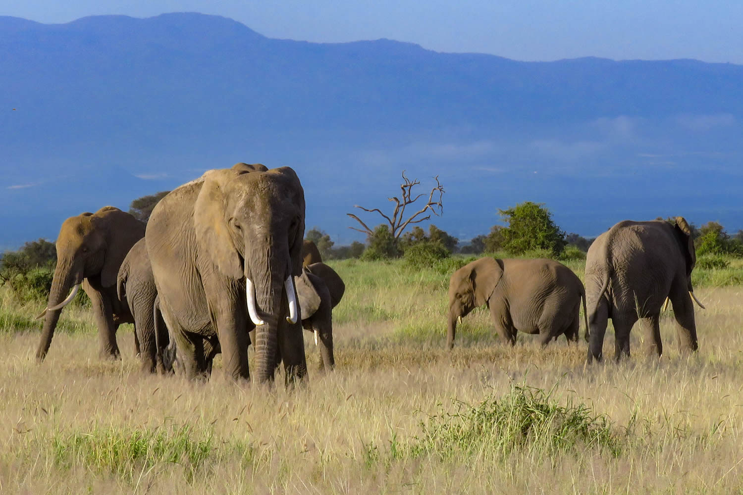 Elephant Herd