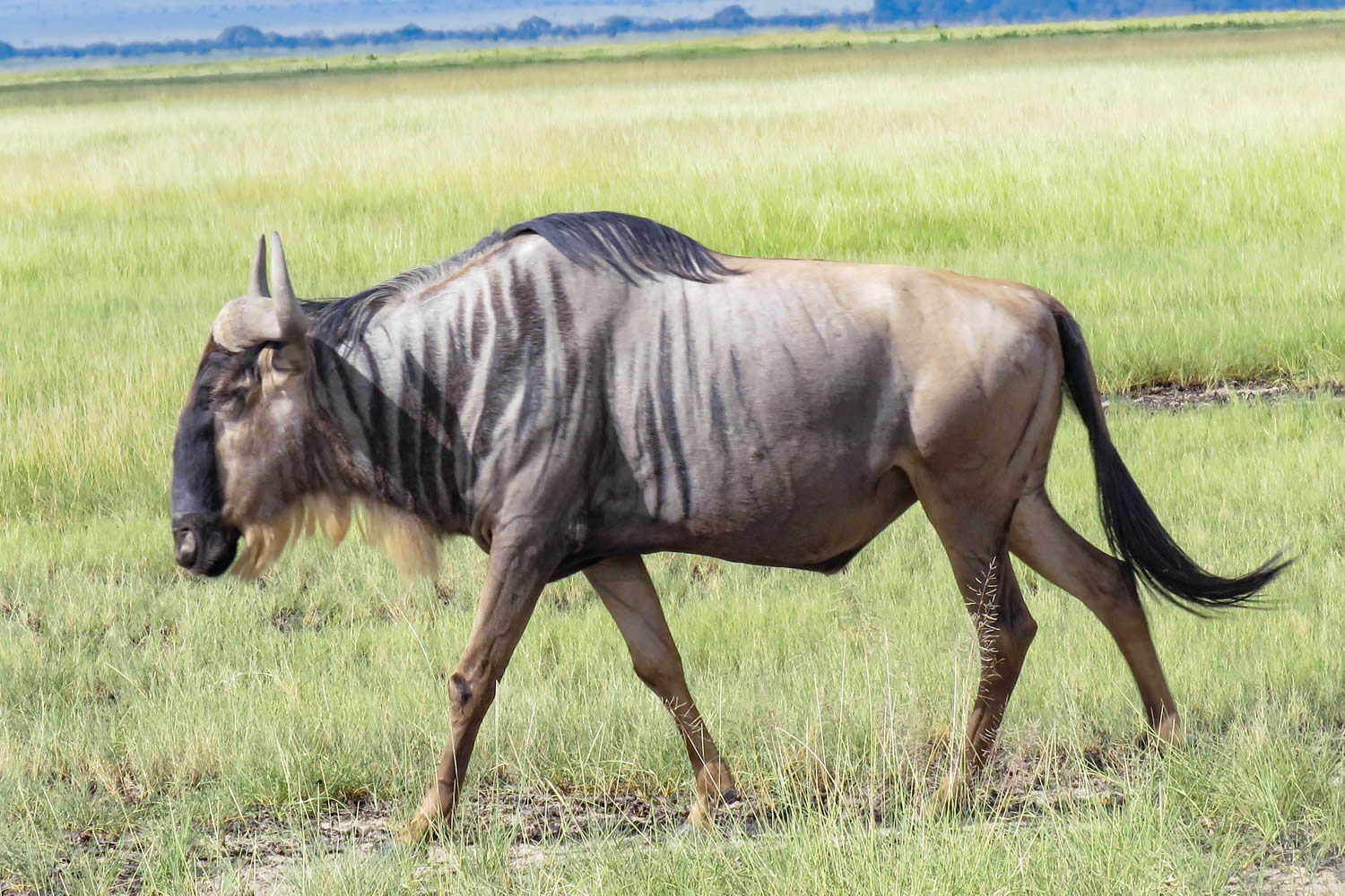 Blue Wildebeest