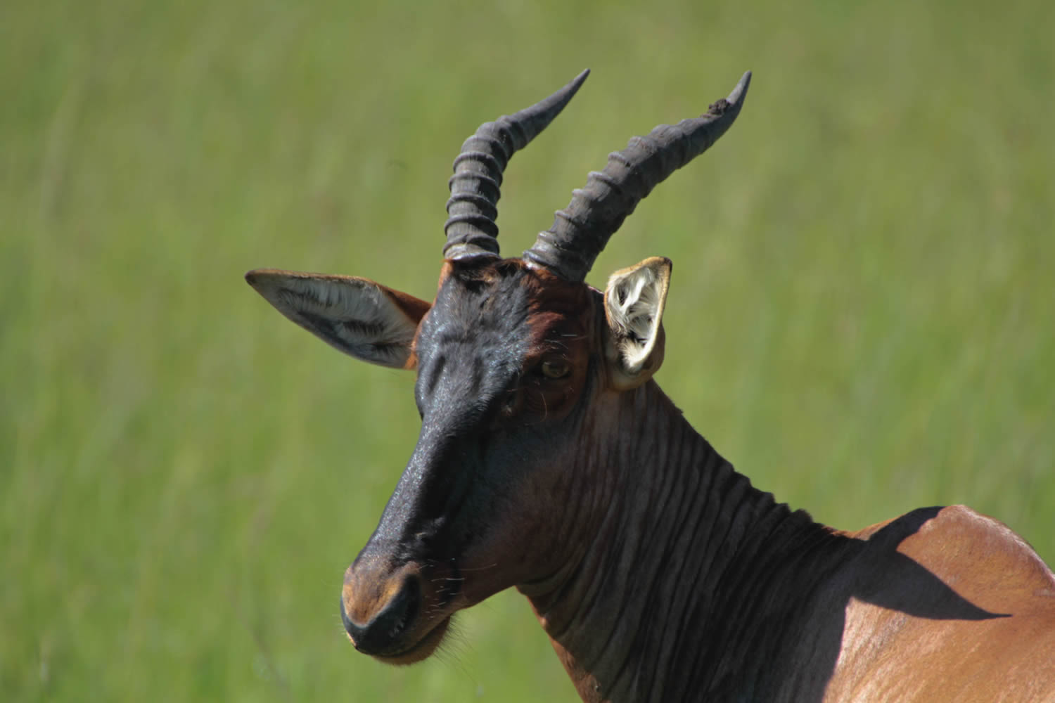 Topi
