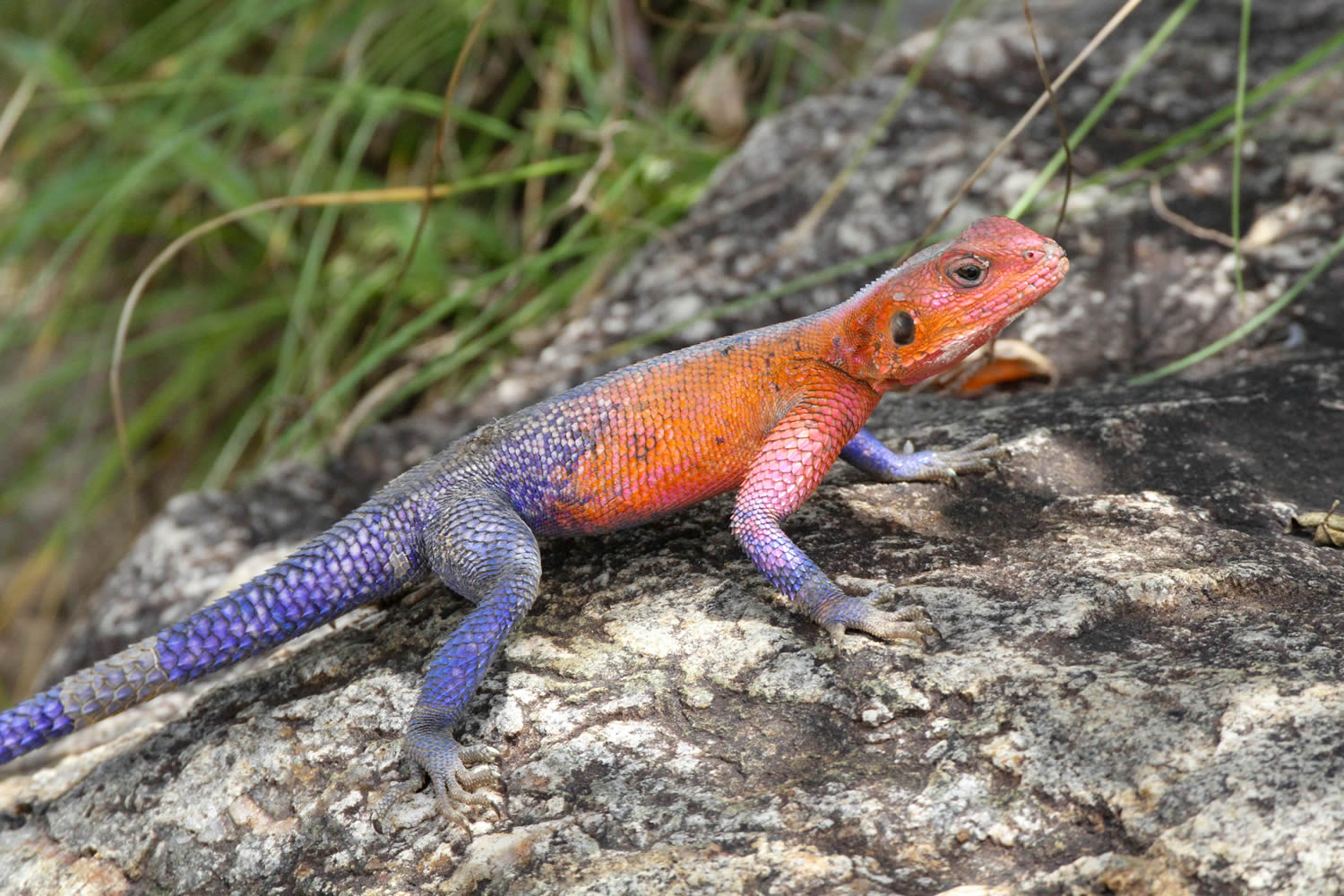 Agama Lizard, male