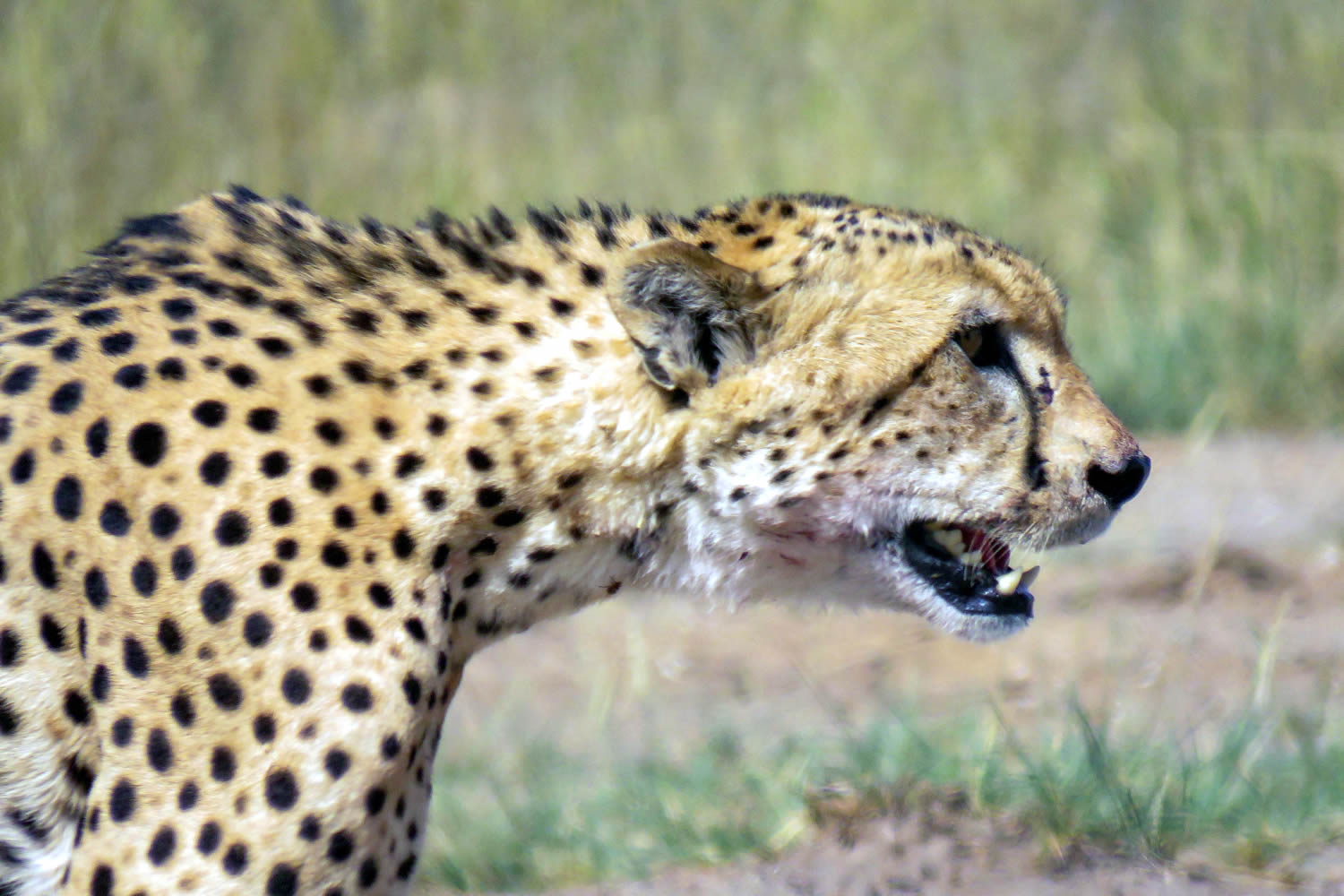 Lone Cheetah