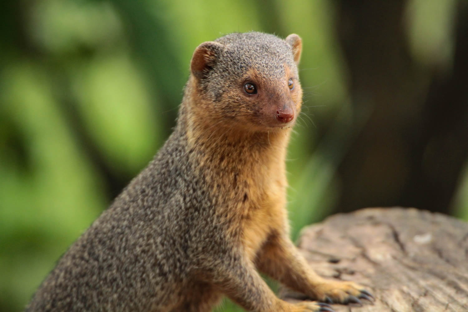 Dwarf Mongoose