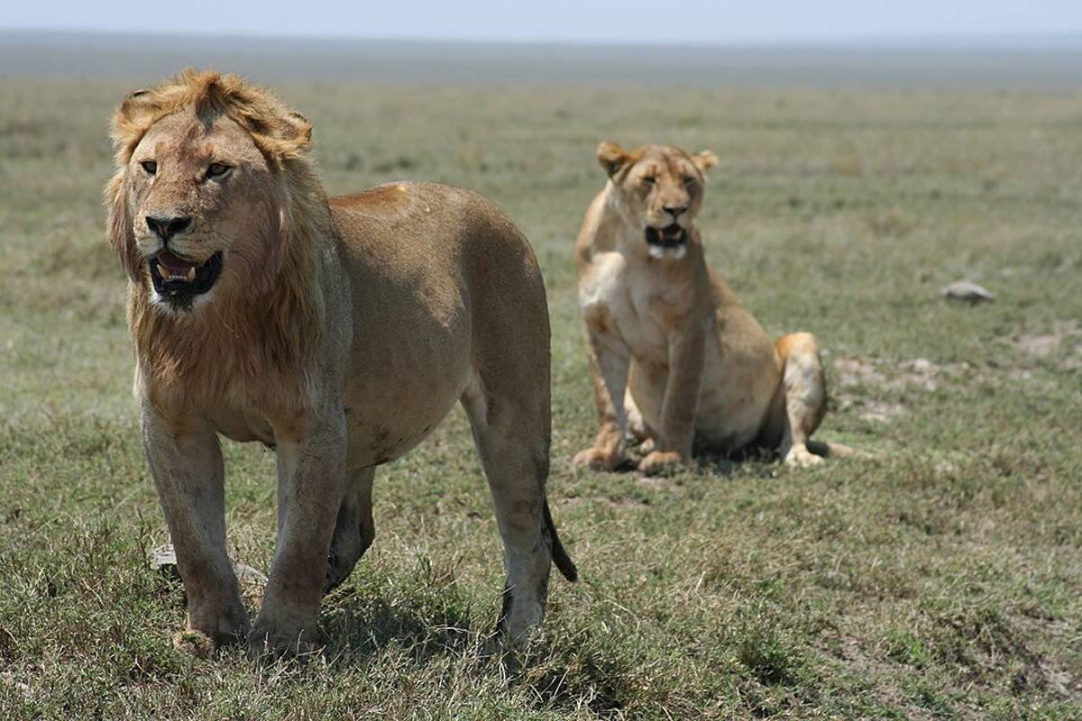 Lions in Serengeti