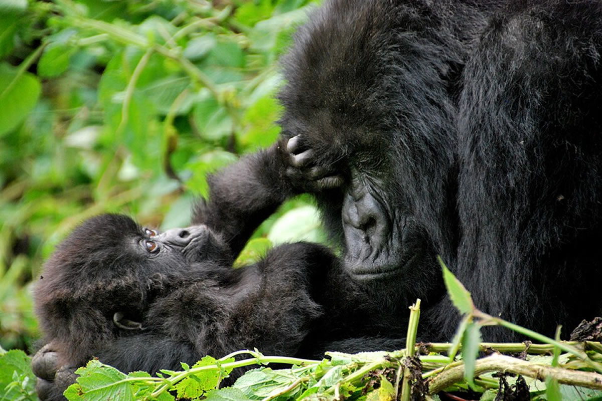 Mother and baby mountain gorillas