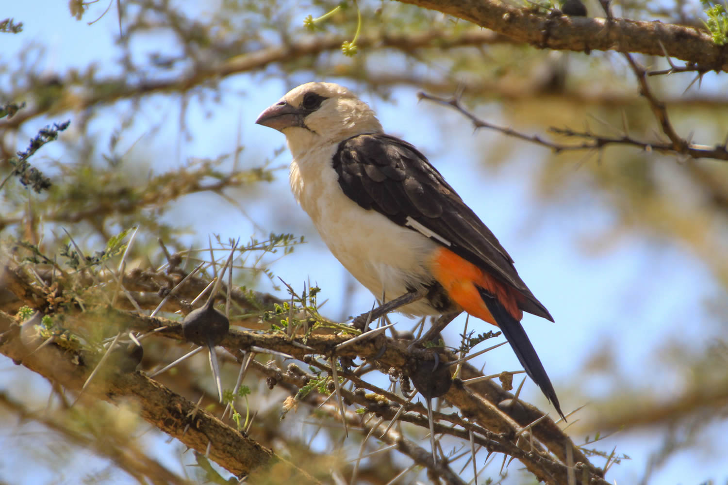 White-headed Buffalo Weaver
