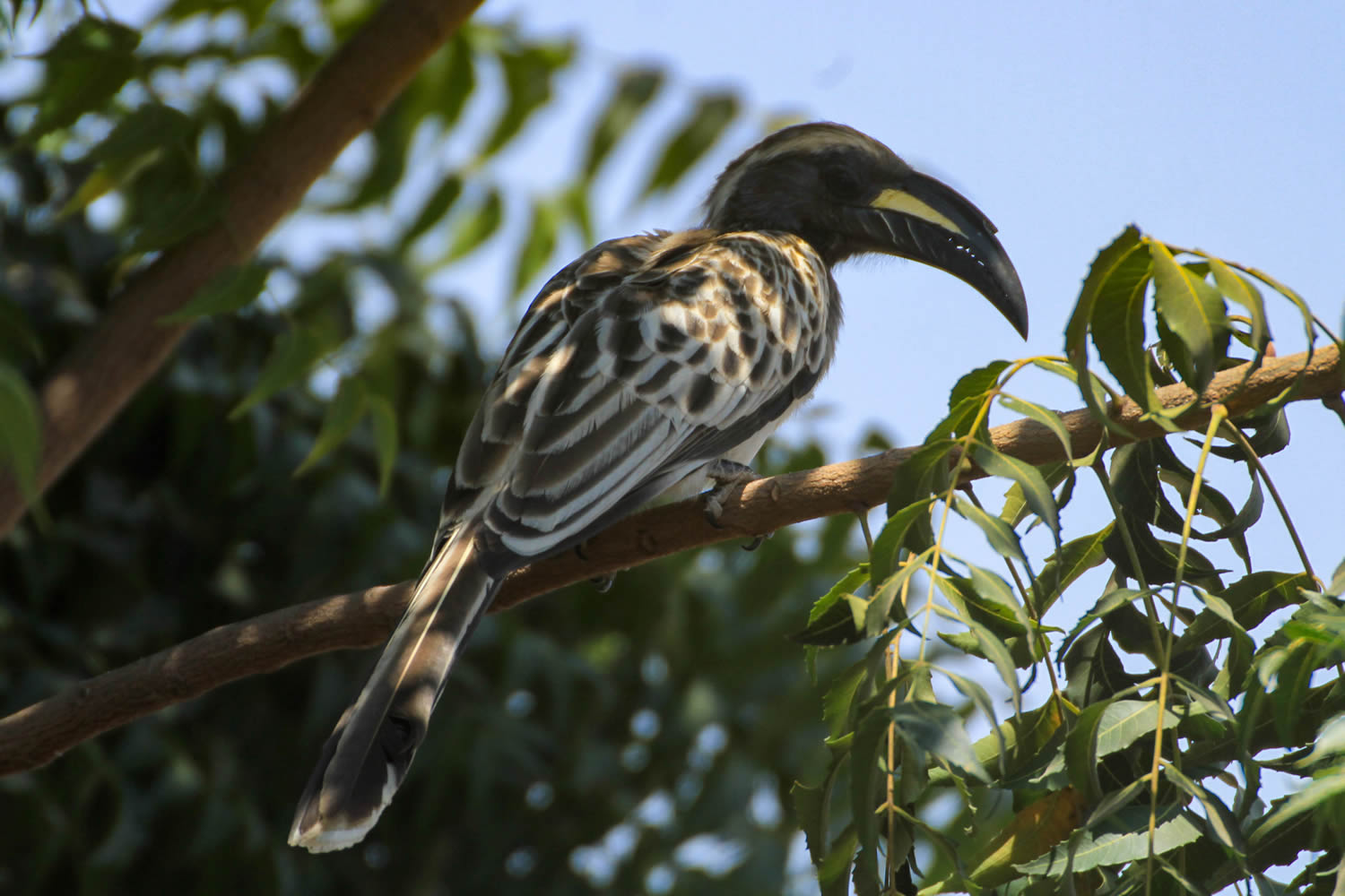 Gray Hornbill