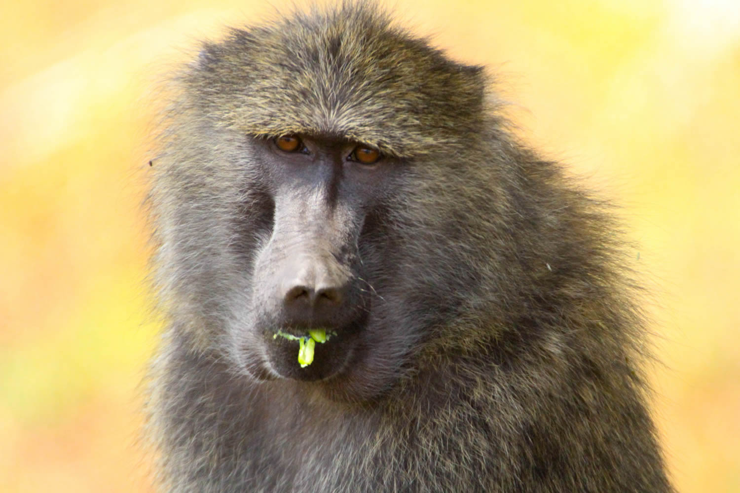Yellow Baboon