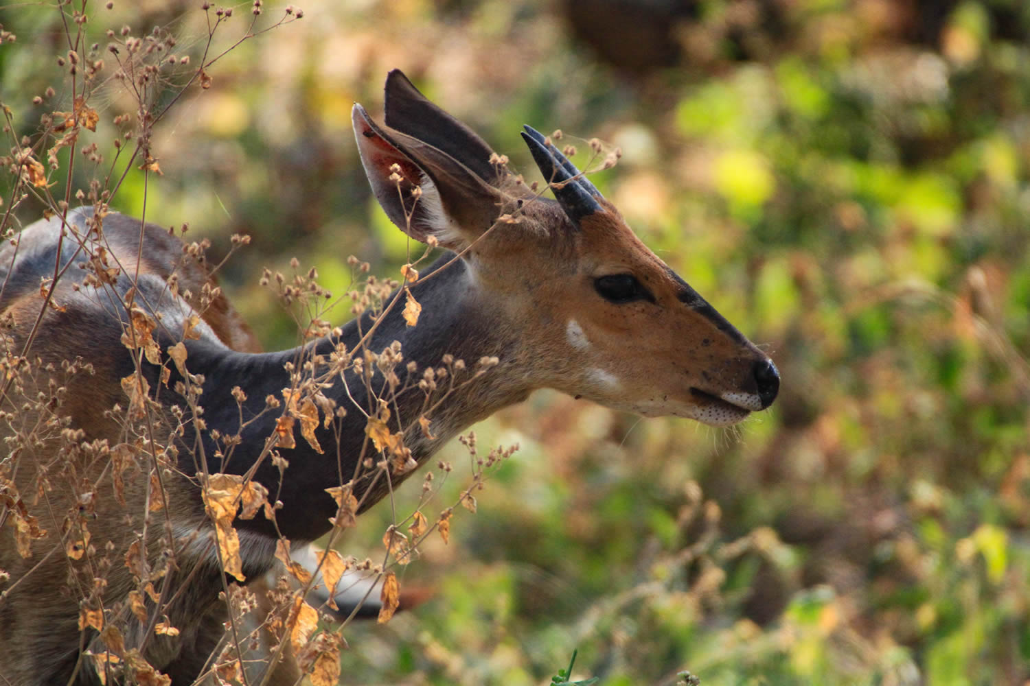 Bush Buck (female)