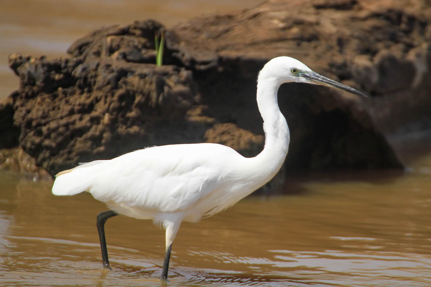 Little Egret