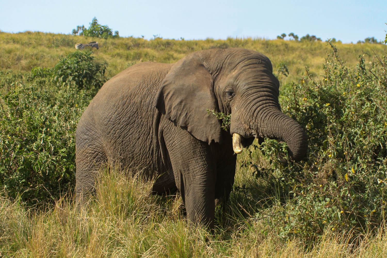 Bull Elephant