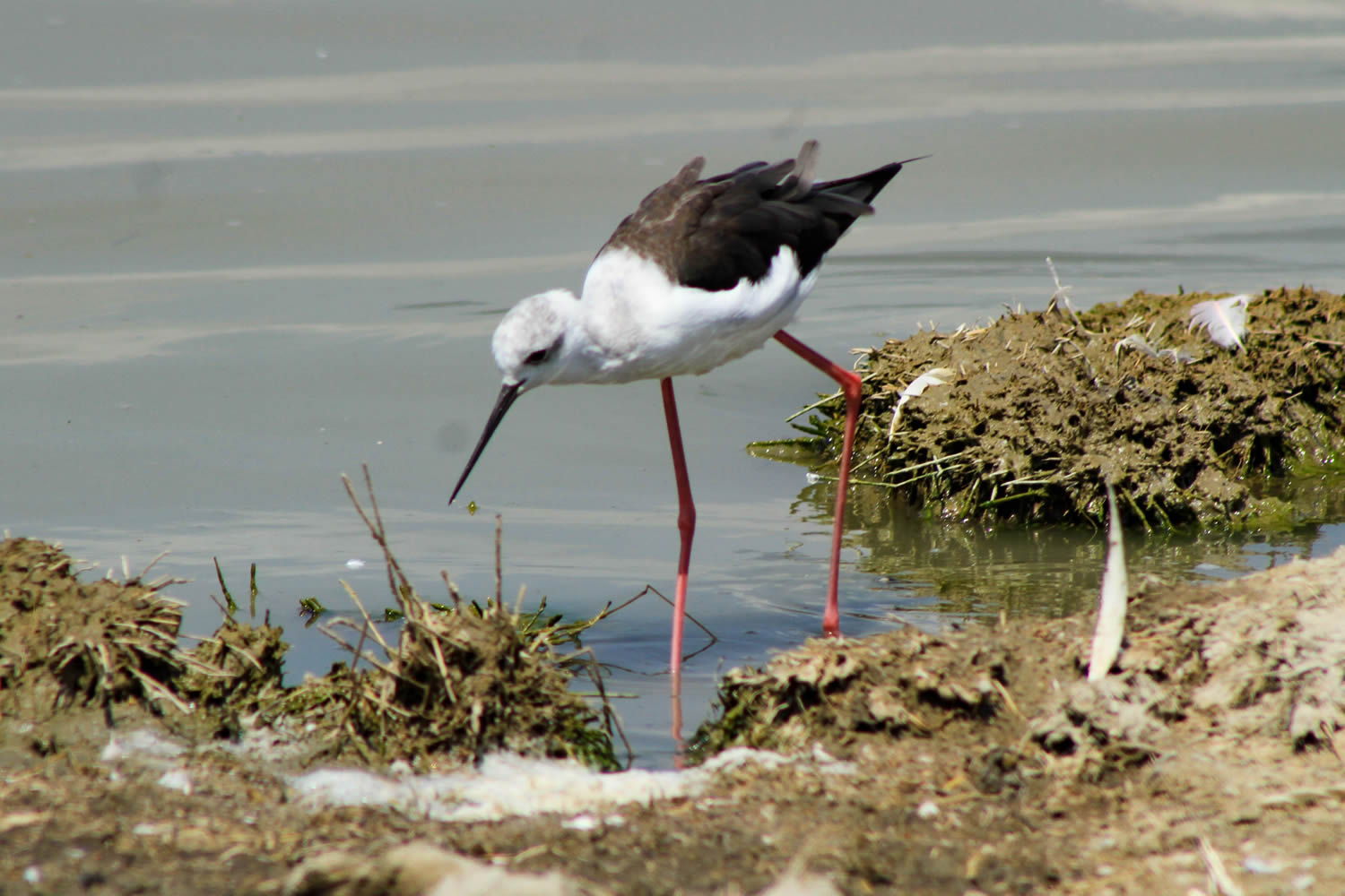 Stilt, Lake Magadi