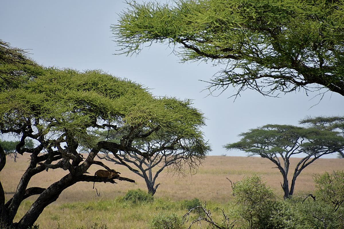 Serengeti Landscape