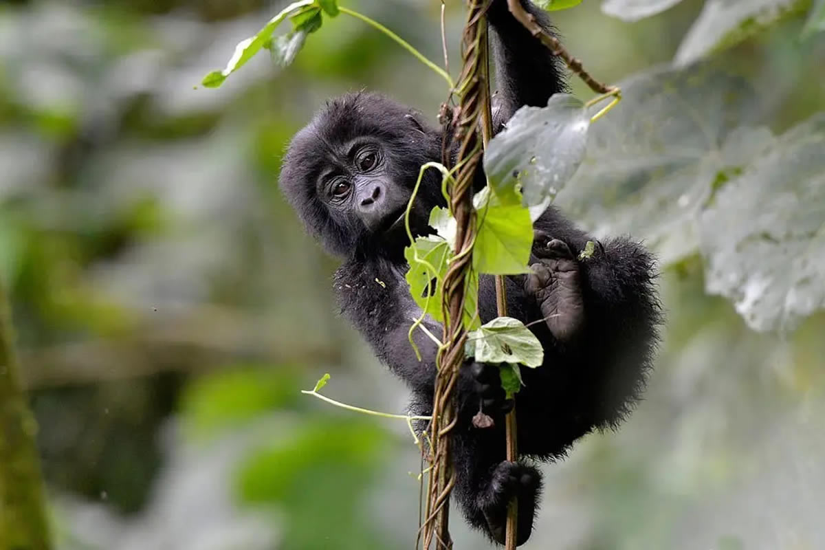 Chimpanzee at Semuliki