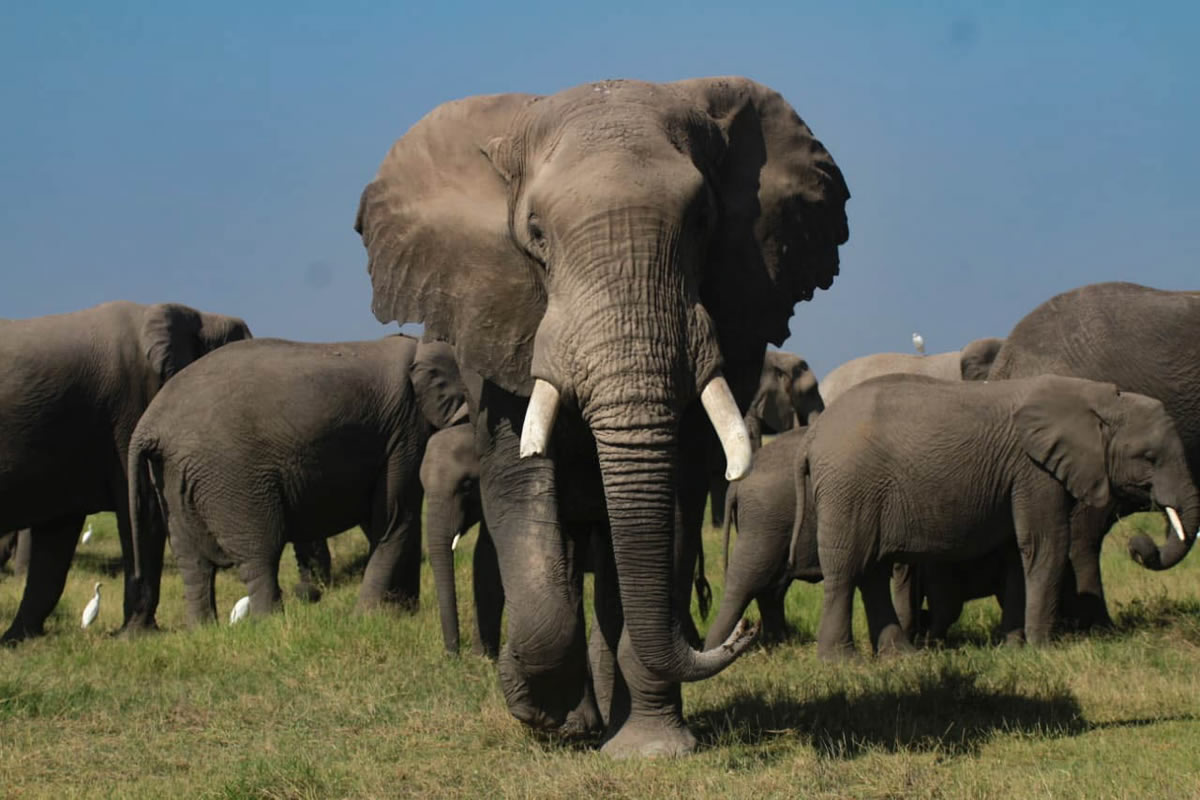 Elephants upclose