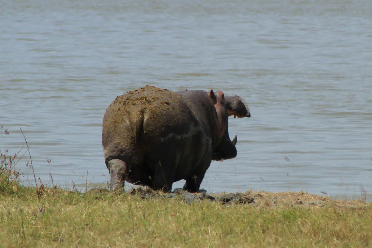 Grimacing Hippo