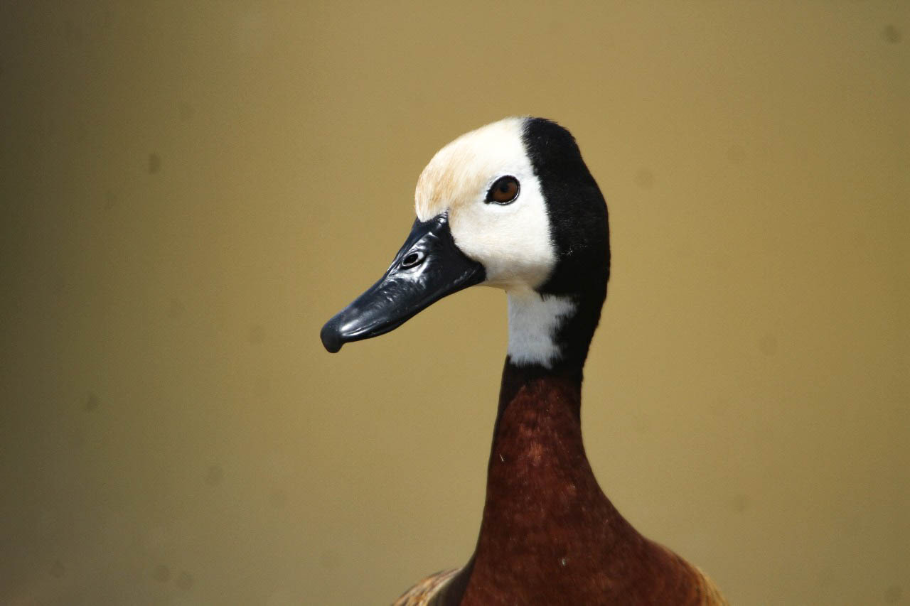 Whistling Duck